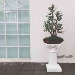 Potted plants on window sill