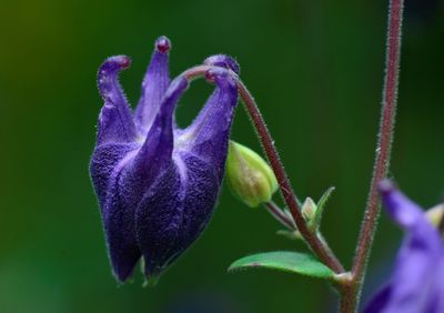 Close-up of purple flowering plant