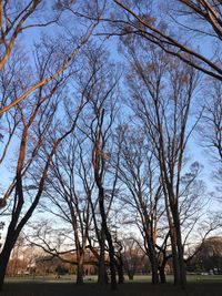 Bare trees on field against sky