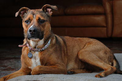 Portrait of dog sitting on rug