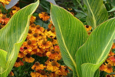 Close-up of yellow flowering plant