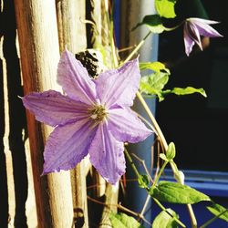 Close-up of purple flowers