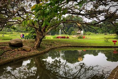 Scenic view of birds in park