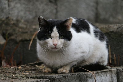 Close-up of cat sitting outdoors