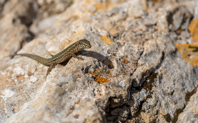 Lizard on rock