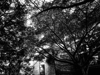 Low angle view of tree against sky