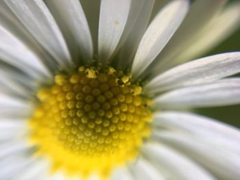 Close-up of fresh yellow flower blooming outdoors