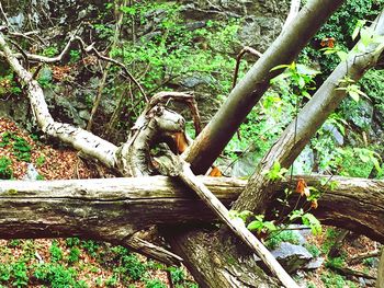 Close-up of tree trunk in forest