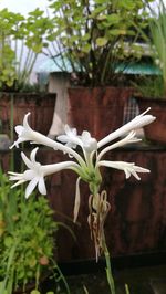 Close-up of flowers on tree