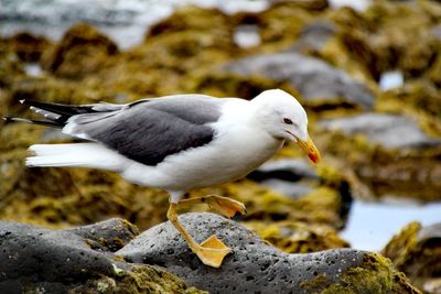 Close-up of seagull perching on rock