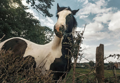 View of a horse on field