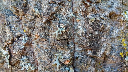 Full frame shot of old tree trunk