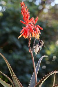 Close-up of red flowering plant