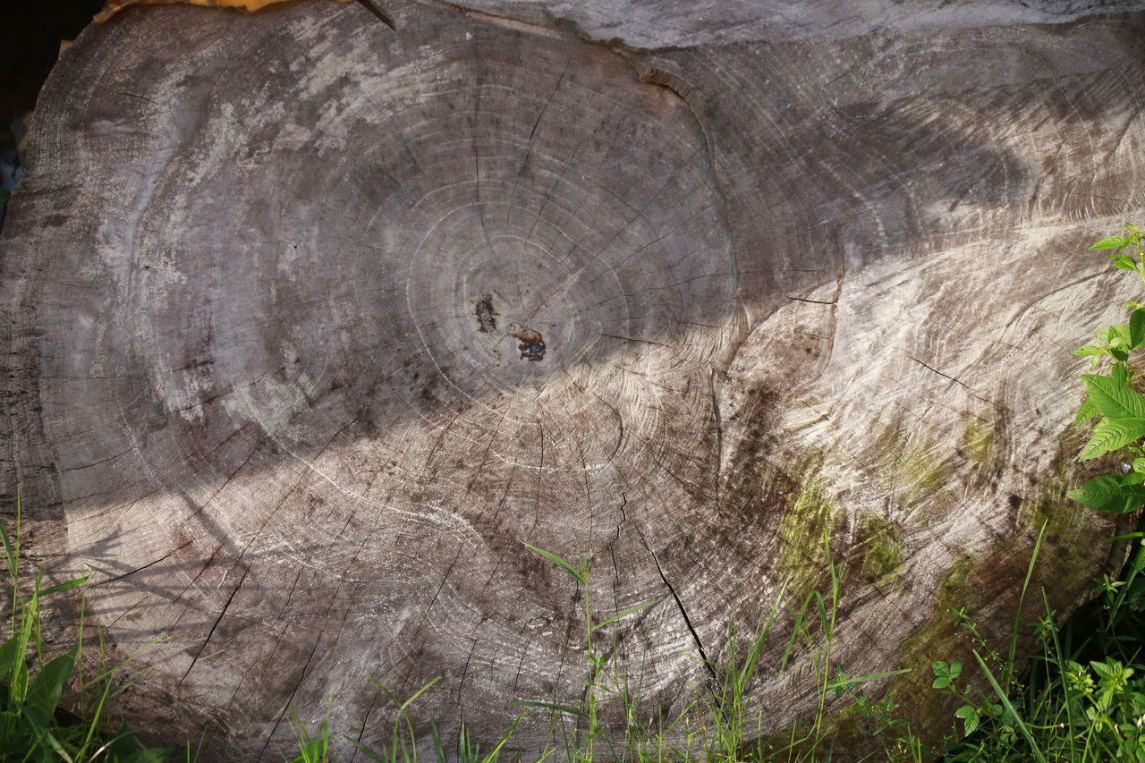 FULL FRAME SHOT OF TREE TRUNK