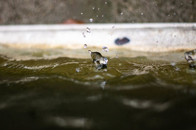 Close-up of water falling on surface