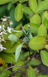 Close-up of insect on plant