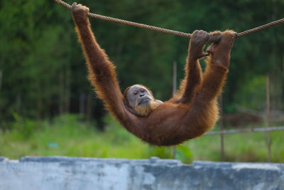 Monkey sitting on rope