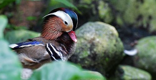 Close up of a bird