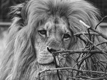 Close-up portrait of cat