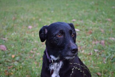 Portrait of black dog