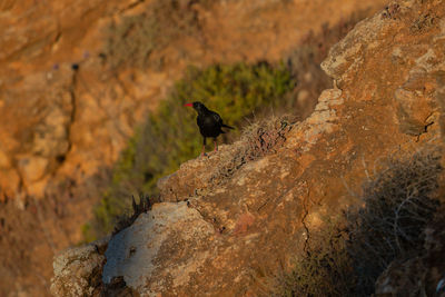 Bird perching on rock