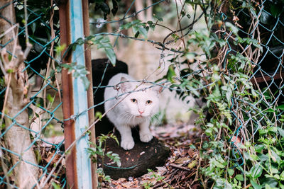 Portrait of cat seen from chainlink fence in yard