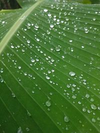 Full frame shot of wet leaves