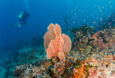 Magnificent seafan coral view in the sea