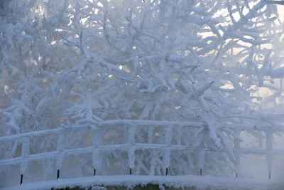 Close-up of snow on tree