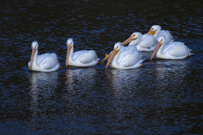 Swans swimming in lake