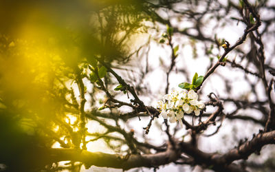 Close-up of cherry blossom on tree