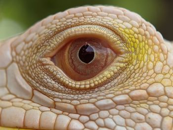 Close-up of a lizard