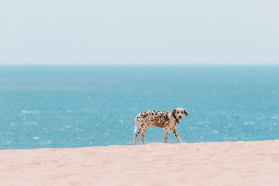 View of giraffe on beach