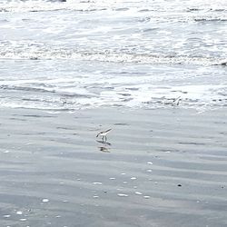 View of seagulls on beach