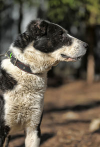 Dog looking away