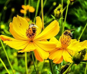Close-up of bee pollinating on yellow flower