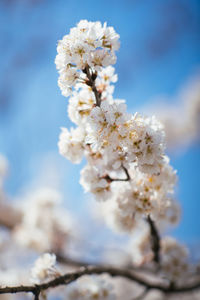 Close-up of white cherry blossom tree