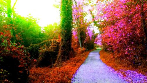 Narrow pathway along plants and trees in garden