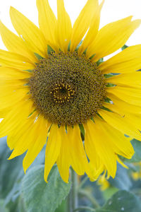 Close-up of honey bee on sunflower