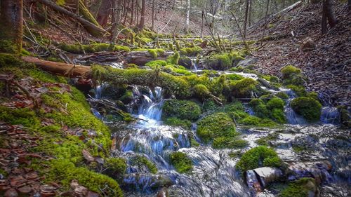Scenic view of waterfall in forest