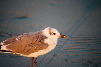 Close-up of bird perching on rock