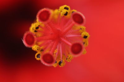 High angle view of red flower