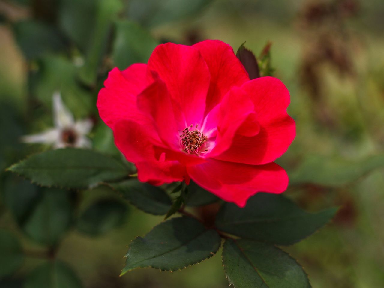 flower, petal, freshness, flower head, fragility, growth, beauty in nature, close-up, focus on foreground, pink color, nature, blooming, red, plant, leaf, in bloom, day, outdoors, botany, no people, blossom, pollen, selective focus, stamen, softness, tranquility