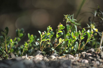 Close-up of plants growing on field