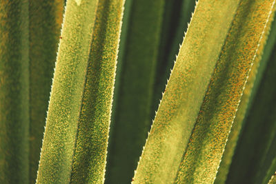 Full frame of plant leaves