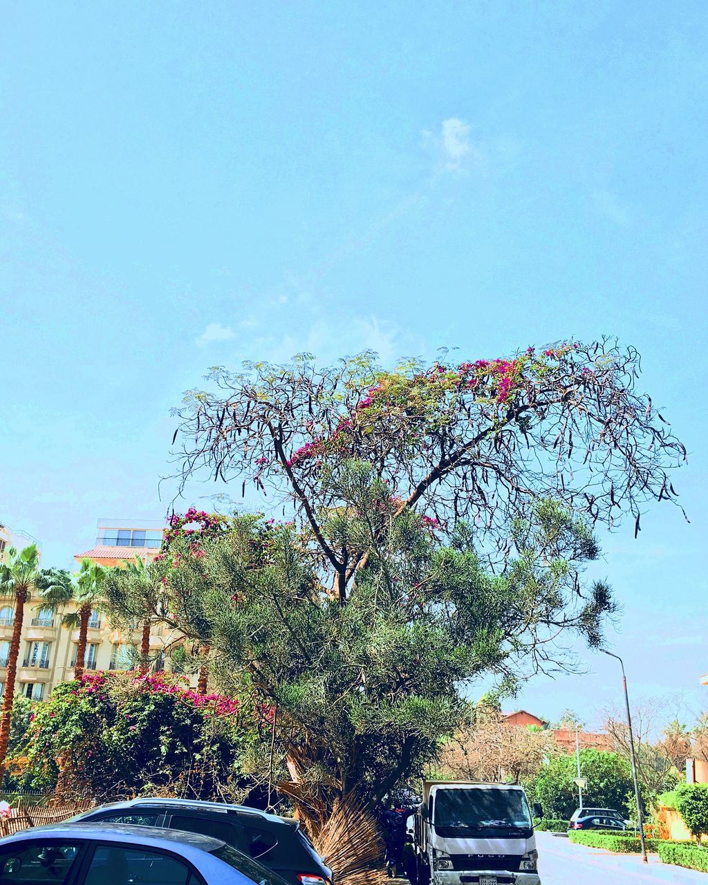 tree, car, day, land vehicle, transportation, growth, sky, no people, mode of transport, nature, outdoors, beauty in nature, blue, built structure, architecture, flower