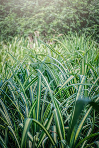 Full frame shot of crops growing on field