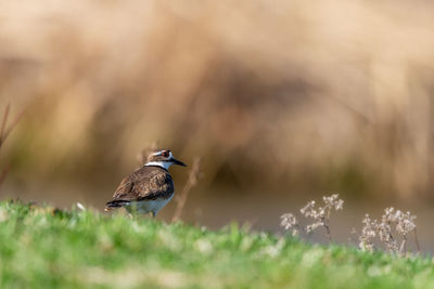 Bird perching on a flower