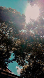 Low angle view of trees against sky