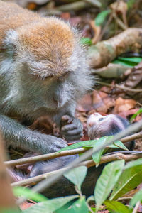 Close-up of a monkey